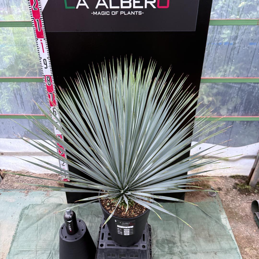 【AL1043】ユッカ　ロストラータ　ランチョブルー　数量限定販売