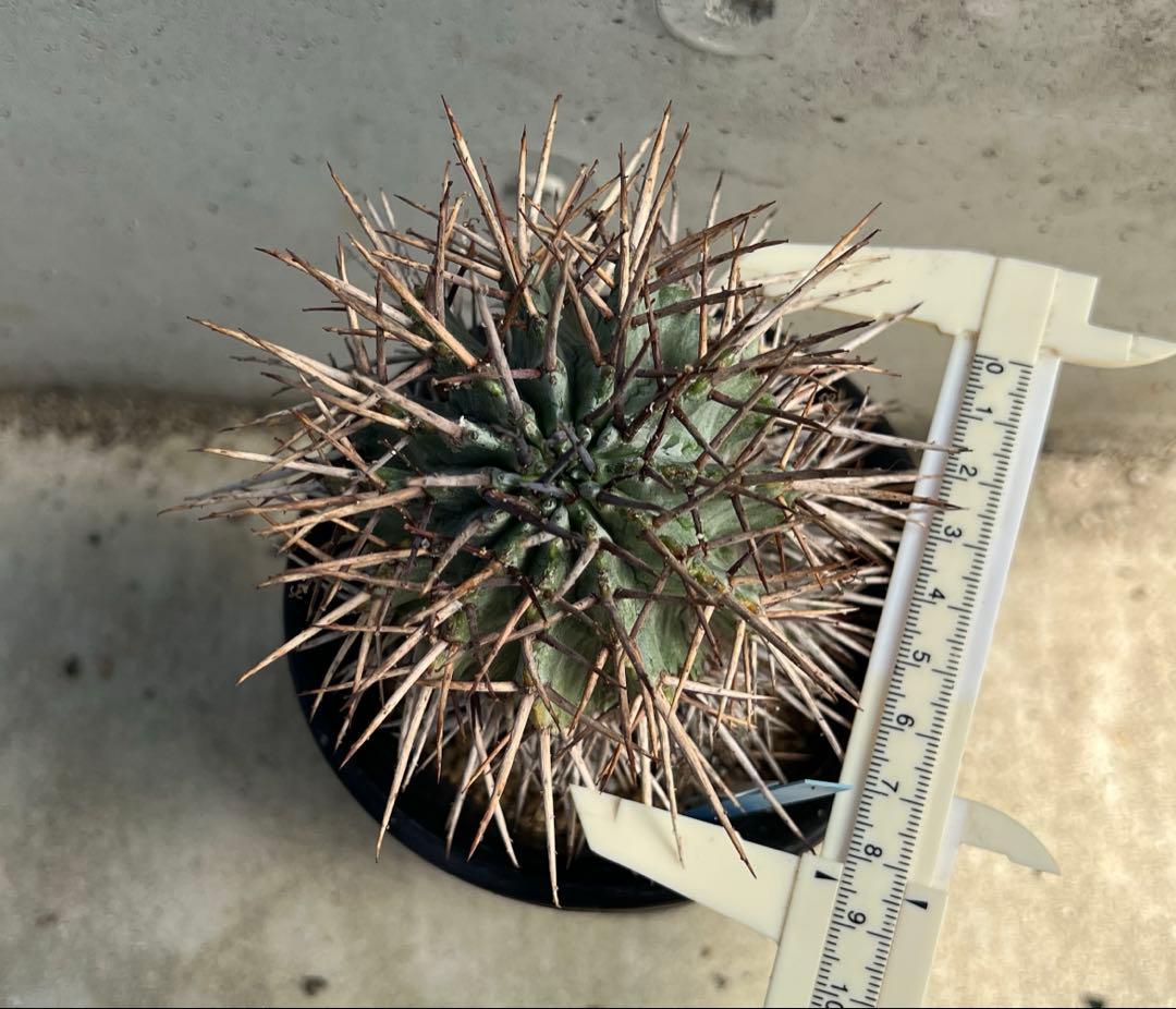 ユーフォルビア　マジョールホリダ