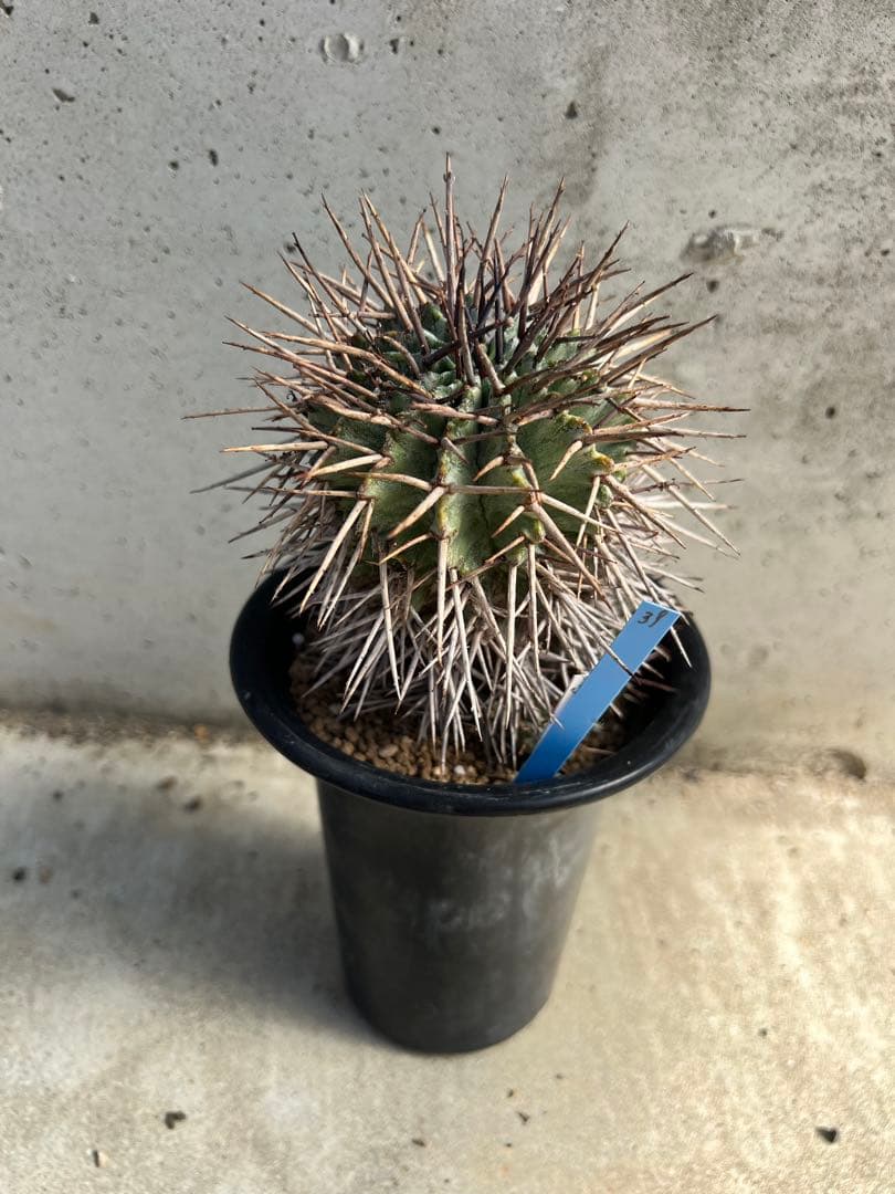 ユーフォルビア　マジョールホリダ