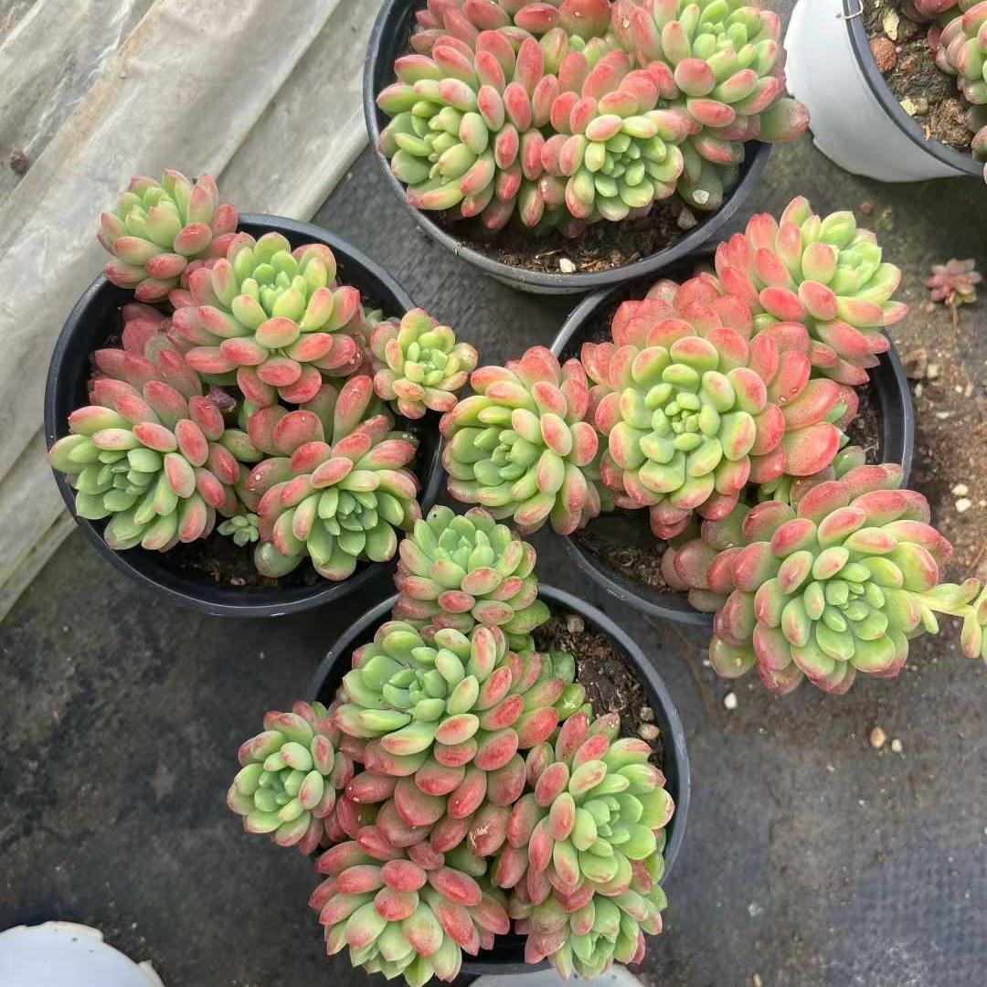 Top【選抜株】多肉植物　24124サクラスノー12個　鉢無し/脱土