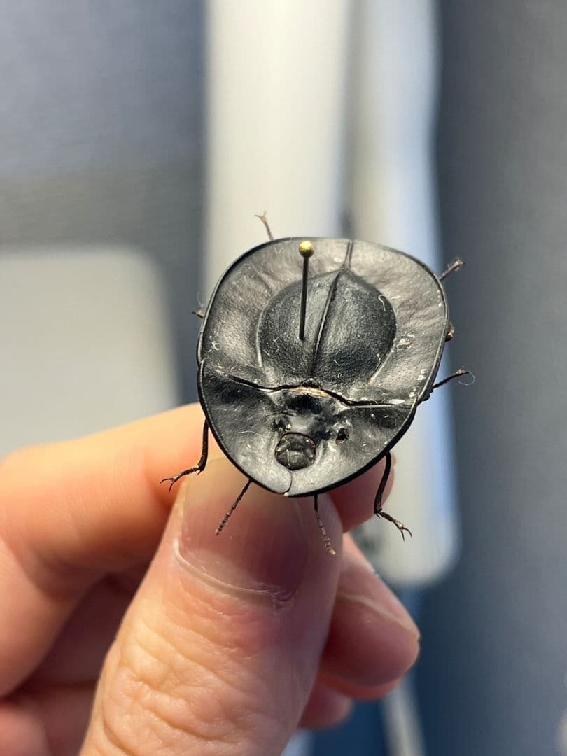 【31mm】パイザラゴミムシ 巨大 昆虫標本 標本 甲虫 オサムシ ハンミョウ