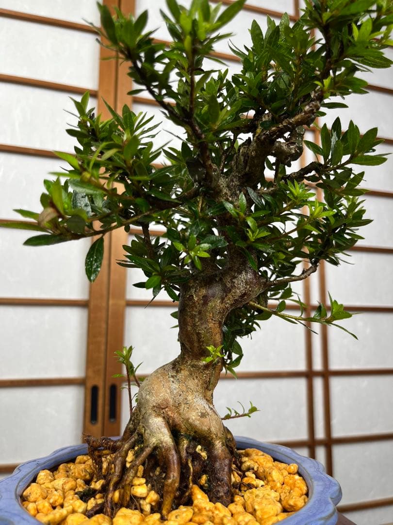 皐月 \"大盃(おおさかずき)\" 小品盆栽向け 素材