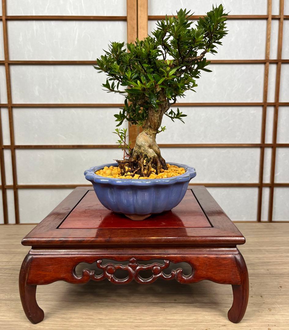 皐月 \"大盃(おおさかずき)\" 小品盆栽向け 素材