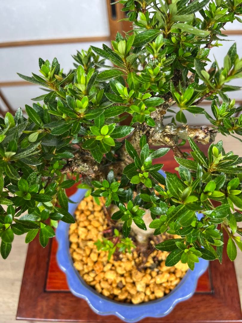 皐月 \"大盃(おおさかずき)\" 小品盆栽向け 素材