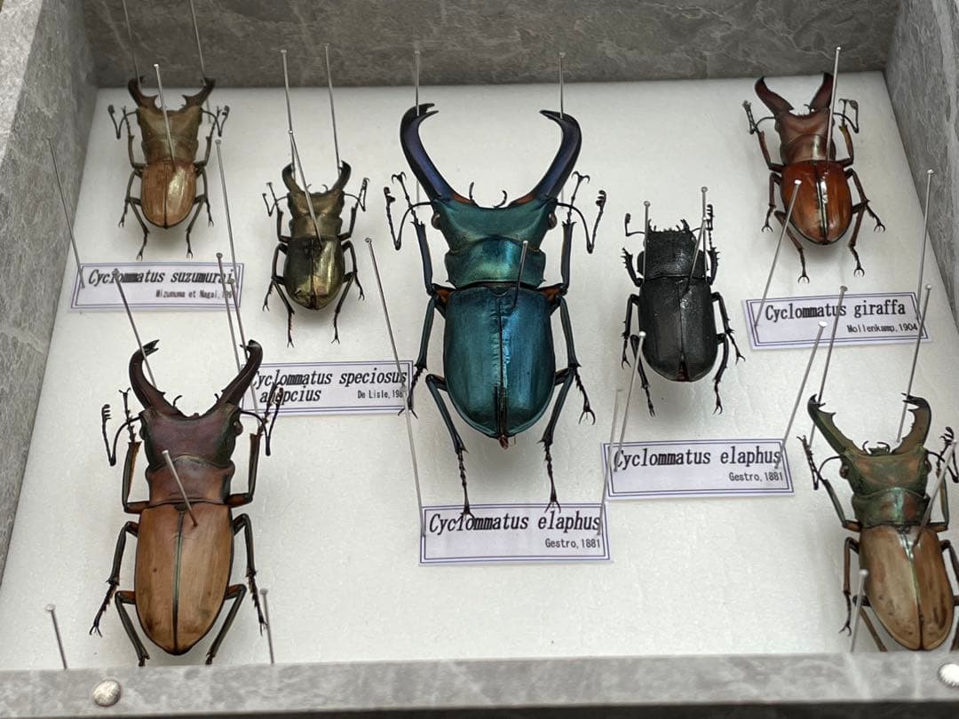 展示用標本　ホソアカクワガタ　Cyclommatus 6種　ブリード品　加工品