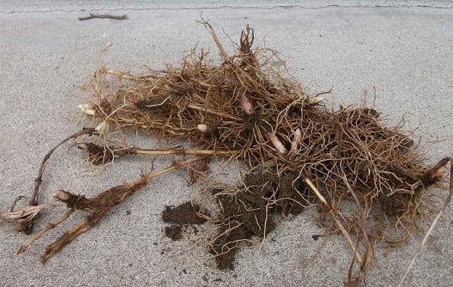 Anさん専用　日本すずらん 苗 芽 １２０個くらい