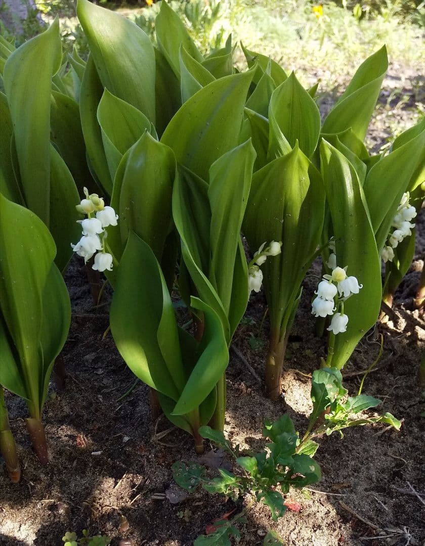 Anさん専用　日本すずらん 苗 芽 １２０個くらい