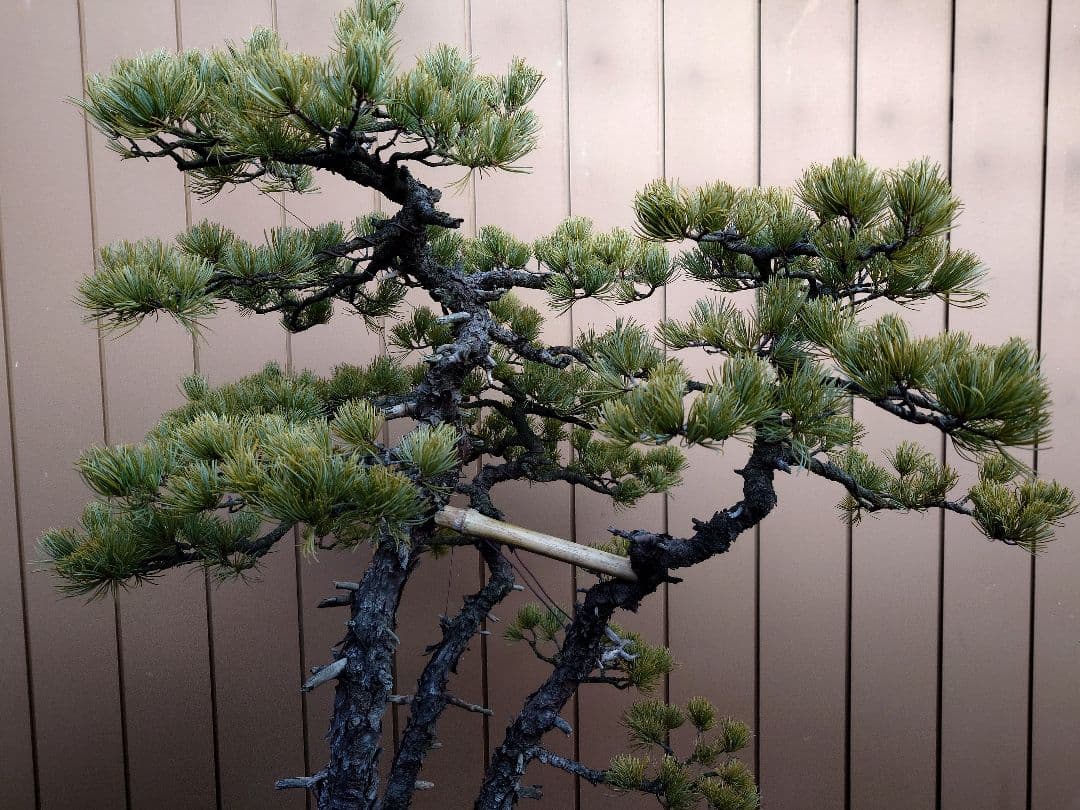 ※引取限定※　盆栽　吾妻五葉松