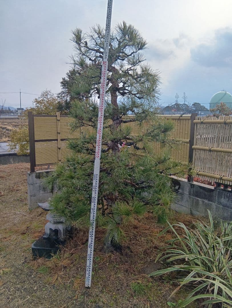 天目松（カッチョイイサイズ）