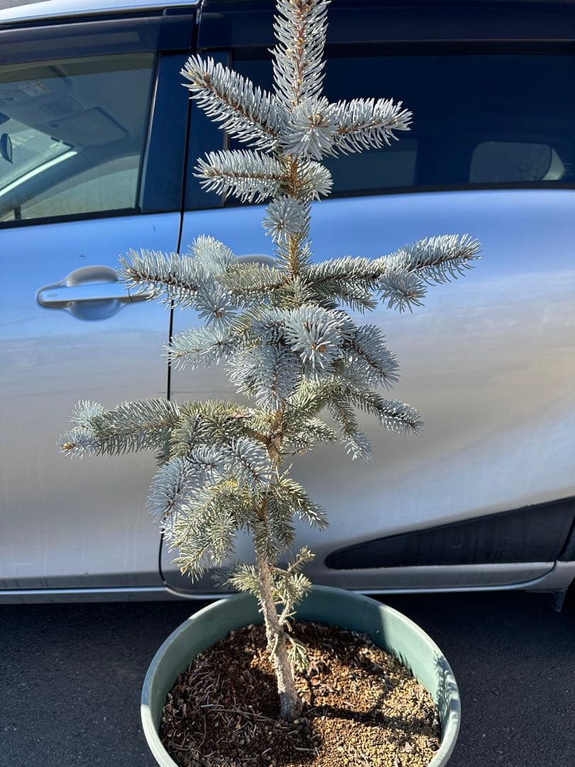 特大125cm プンゲンストウヒ　ホプシー　ガーデニング　シンボルツリー