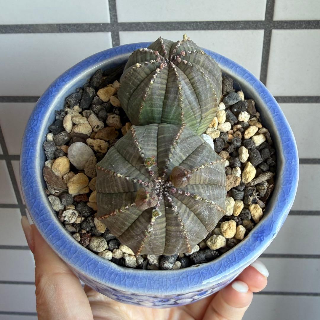 G*N様 ユーフォルビア オベサ 2頭 ダブルヘッド 種子付き