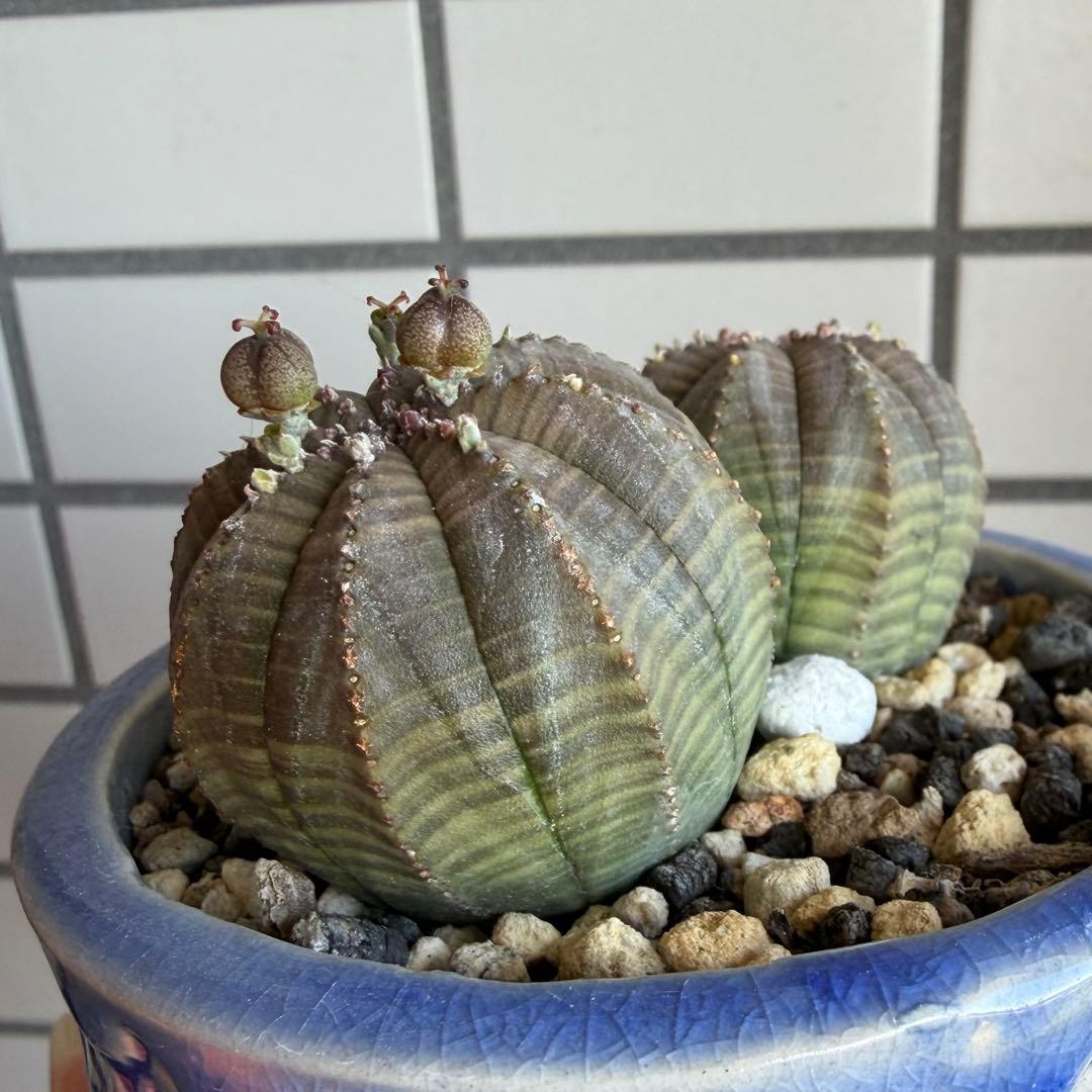 G*N様 ユーフォルビア オベサ 2頭 ダブルヘッド 種子付き