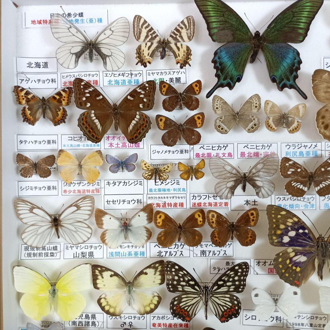 ３/17まで掲載：日本の稀少蝶 地域特産種・局地発生（亜）種
