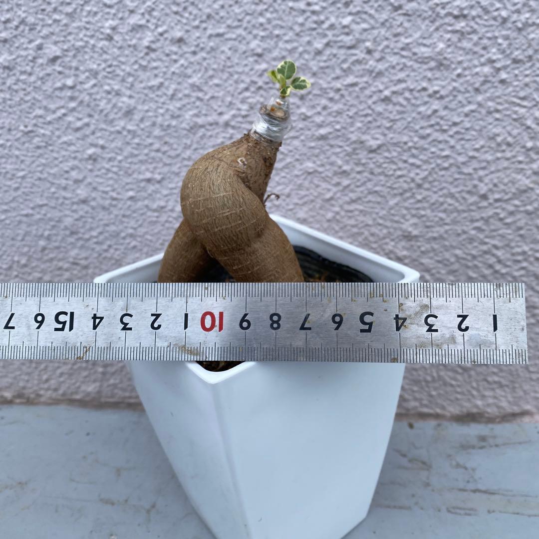 パンダガジュマル 斑入り 超希少 接木・鉢込 発根済み