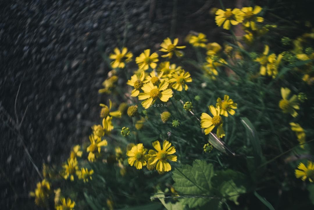 まー様赤エルマーダイヤ入り！Leica Elmar 50mm F3.5