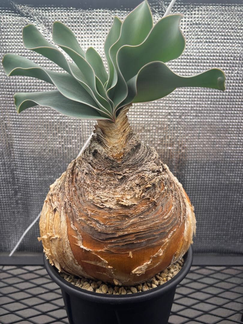 ブーファン　ハエマンソイデス　ハエマントイデス　発根済