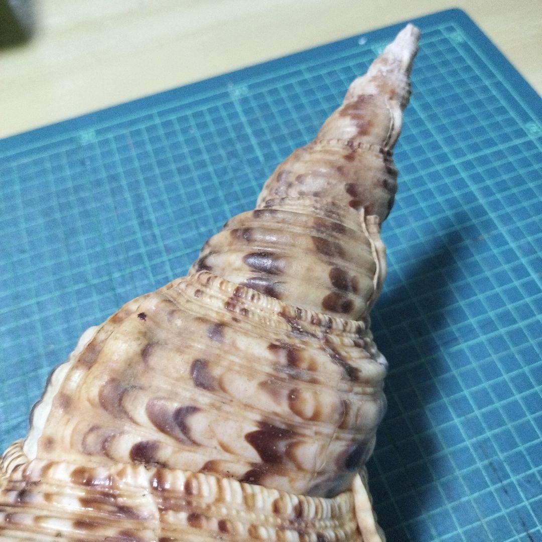 特大法螺貝　ほら貝　ホラ　約36cm　状態良い美品