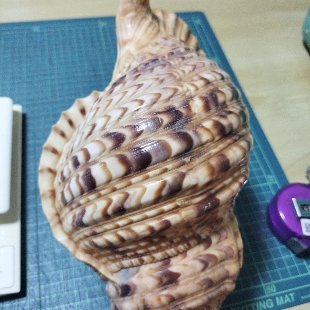 特大法螺貝　ほら貝　ホラ　約36cm　状態良い美品