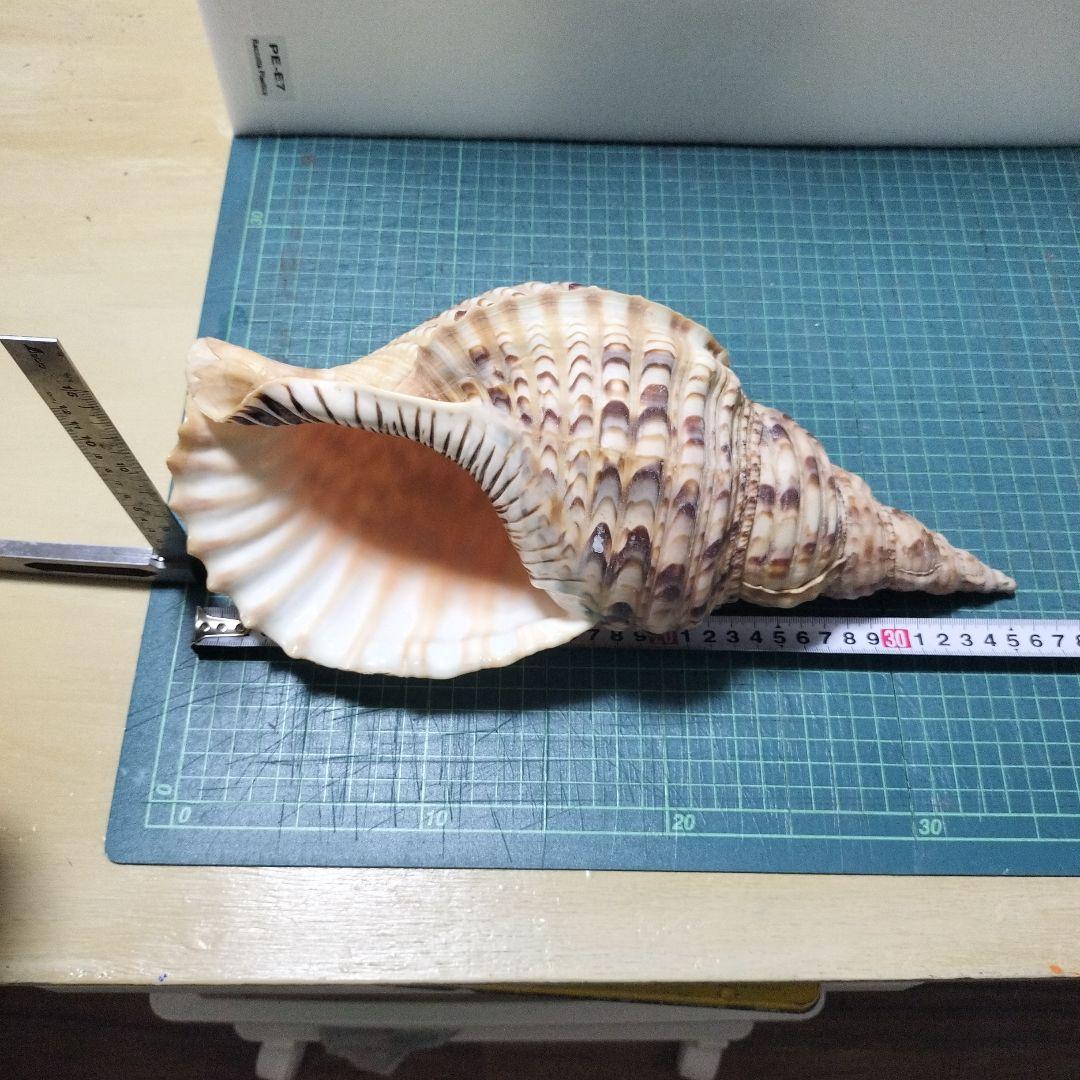 特大法螺貝　ほら貝　ホラ　約36cm　状態良い美品