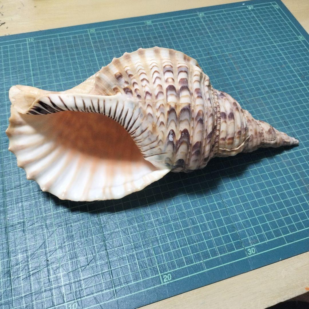 特大法螺貝　ほら貝　ホラ　約36cm　状態良い美品