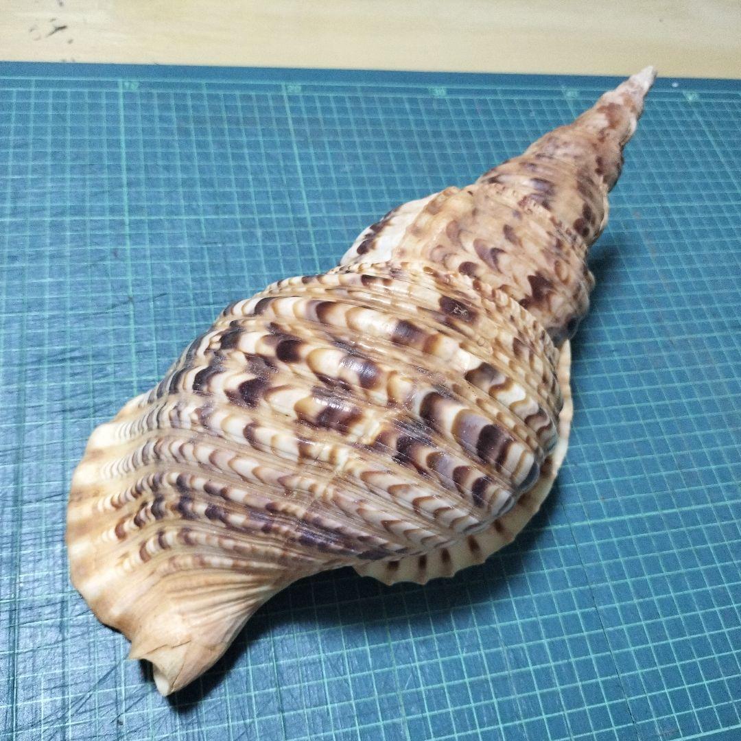 特大法螺貝　ほら貝　ホラ　約36cm　状態良い美品