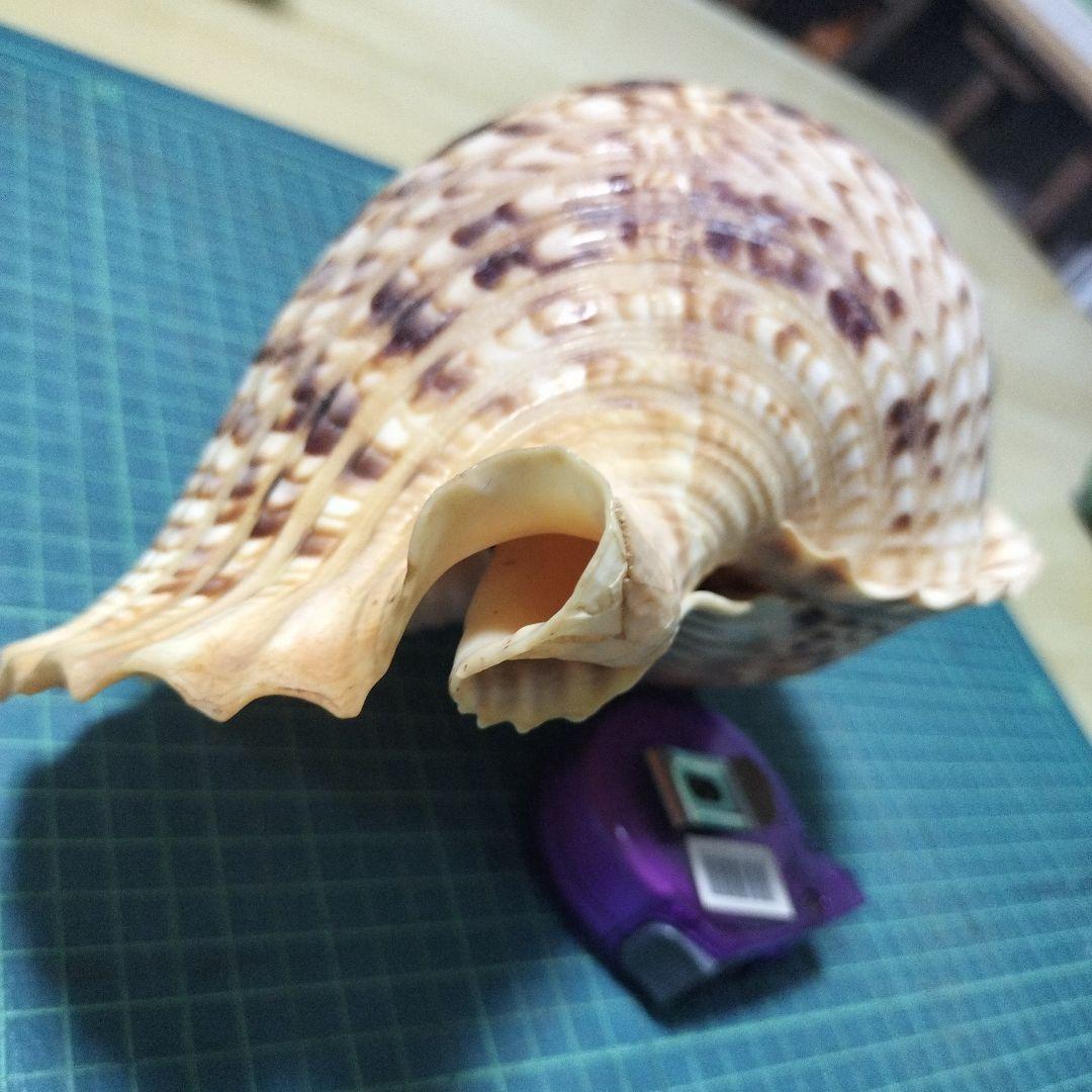 特大法螺貝　ほら貝　ホラ　約36cm　状態良い美品