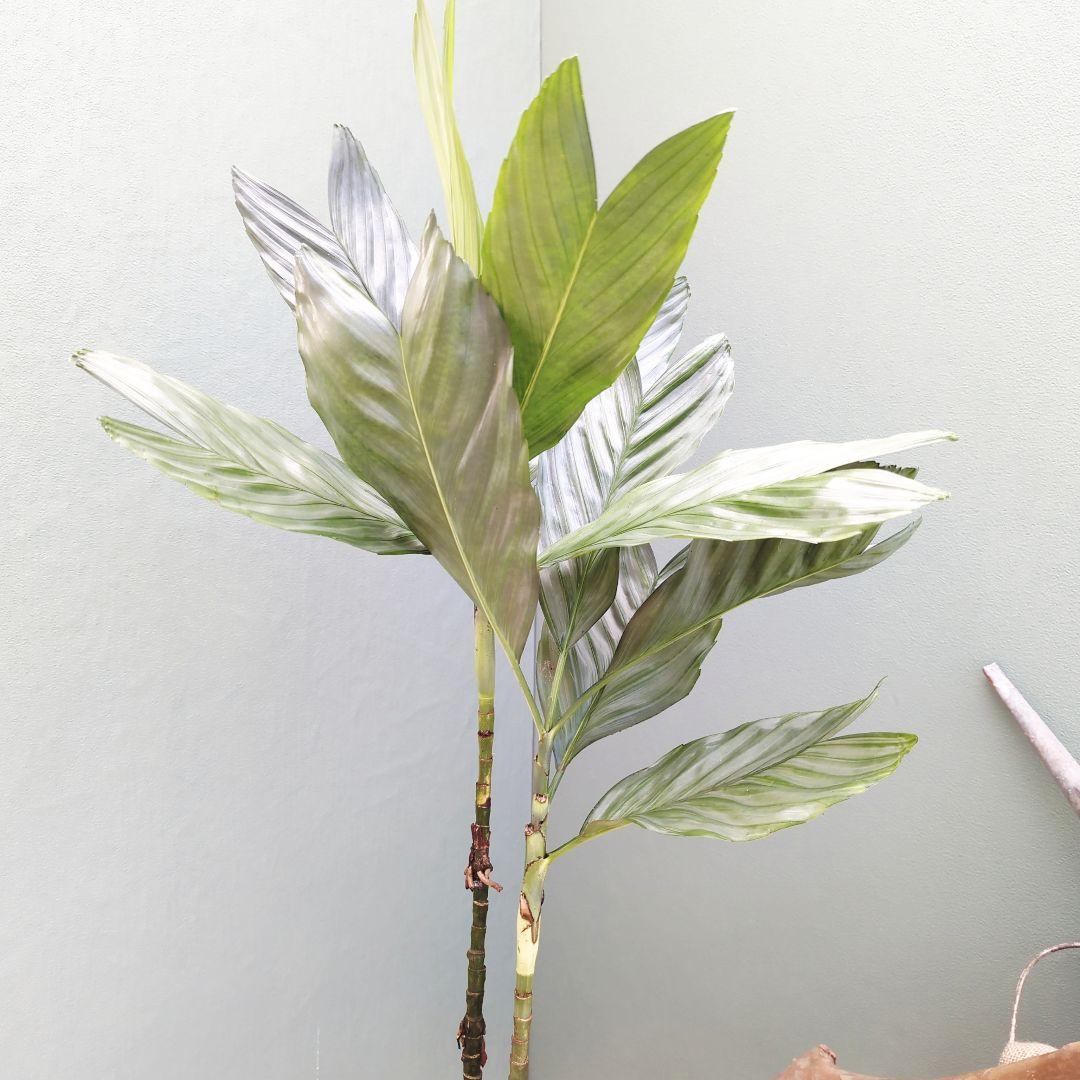 ヤシ科 メタリック (°Д°*)ッ! (現品)チャメドレア テネラ スマート