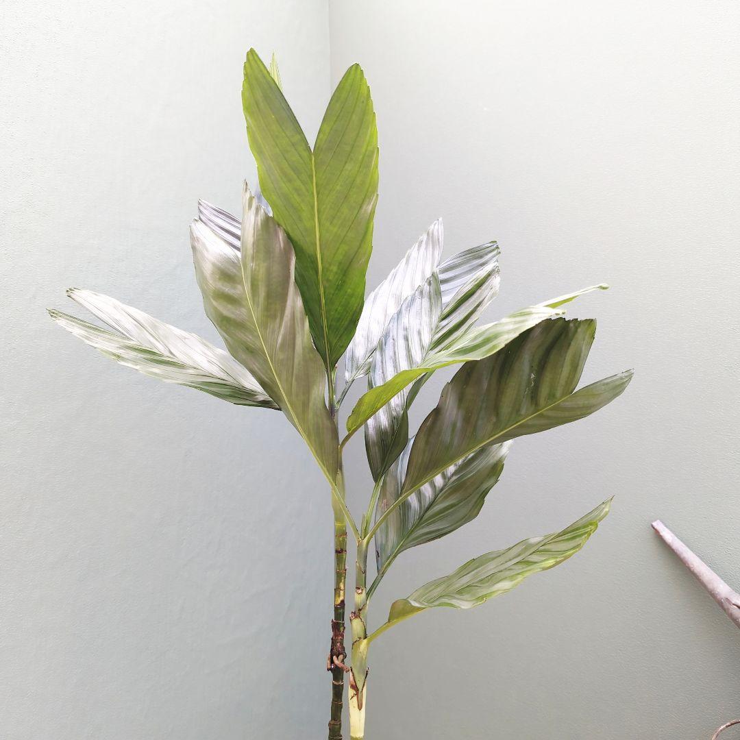 ヤシ科 メタリック (°Д°*)ッ! (現品)チャメドレア テネラ スマート