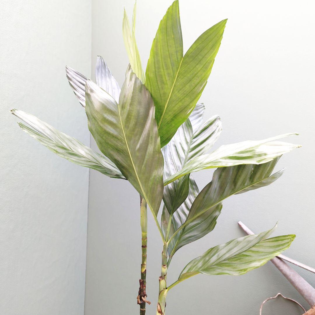 ヤシ科 メタリック (°Д°*)ッ! (現品)チャメドレア テネラ スマート