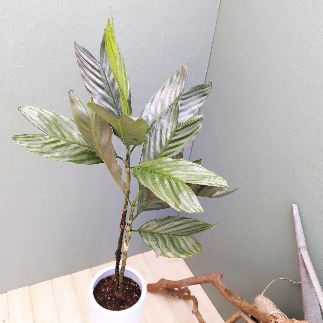 ヤシ科 メタリック (°Д°*)ッ! (現品)チャメドレア テネラ スマート