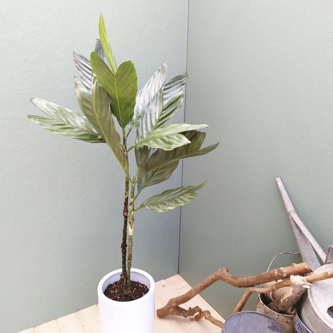 ヤシ科 メタリック (°Д°*)ッ! (現品)チャメドレア テネラ スマート