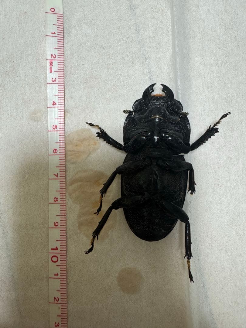 KDT血統　スマトラオオヒラタクワガタ　特大♀ 61.3mm 標本用
