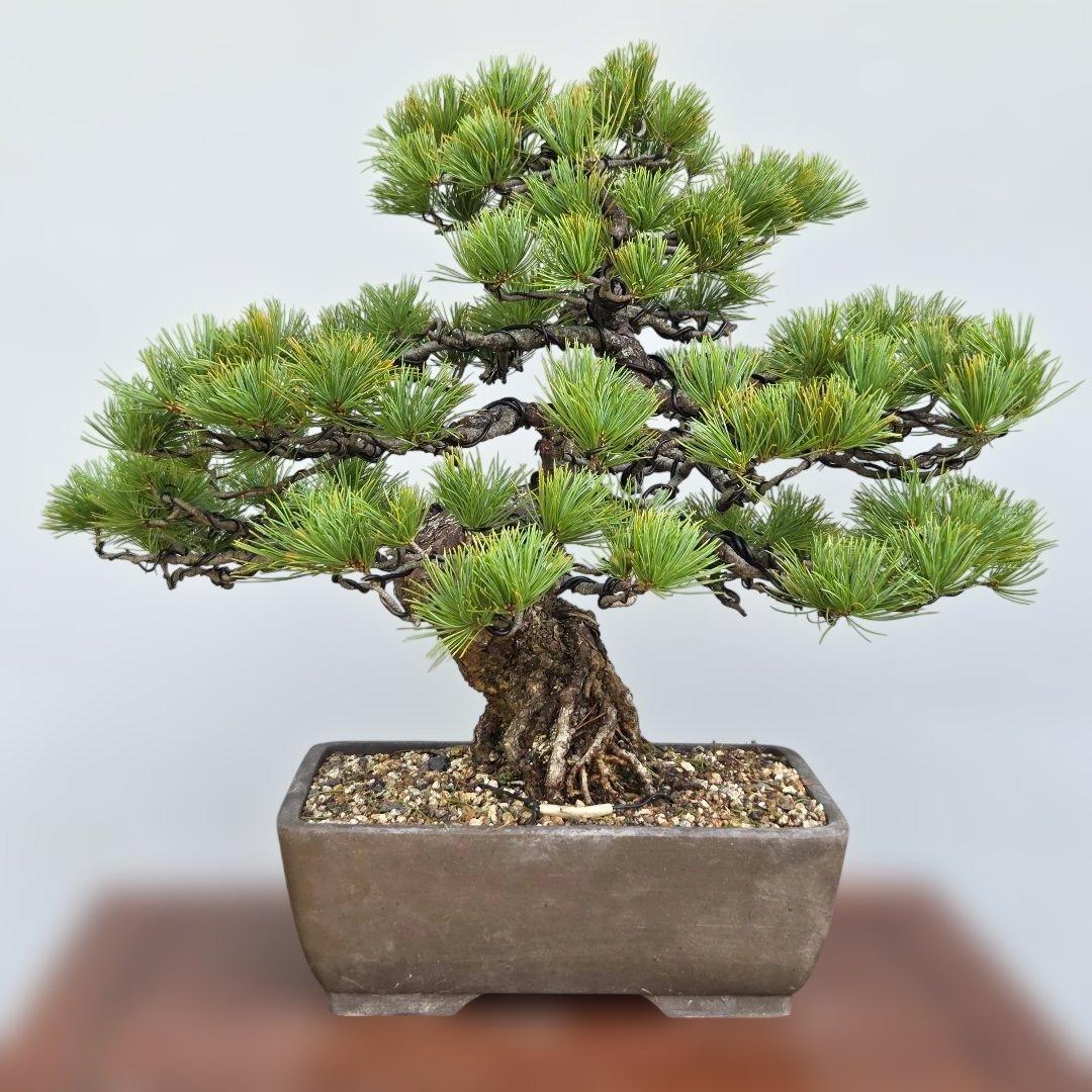 五葉松　[模様木]　中品盆栽