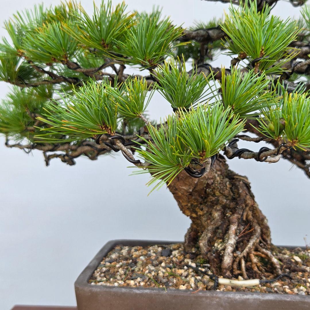 五葉松　[模様木]　中品盆栽