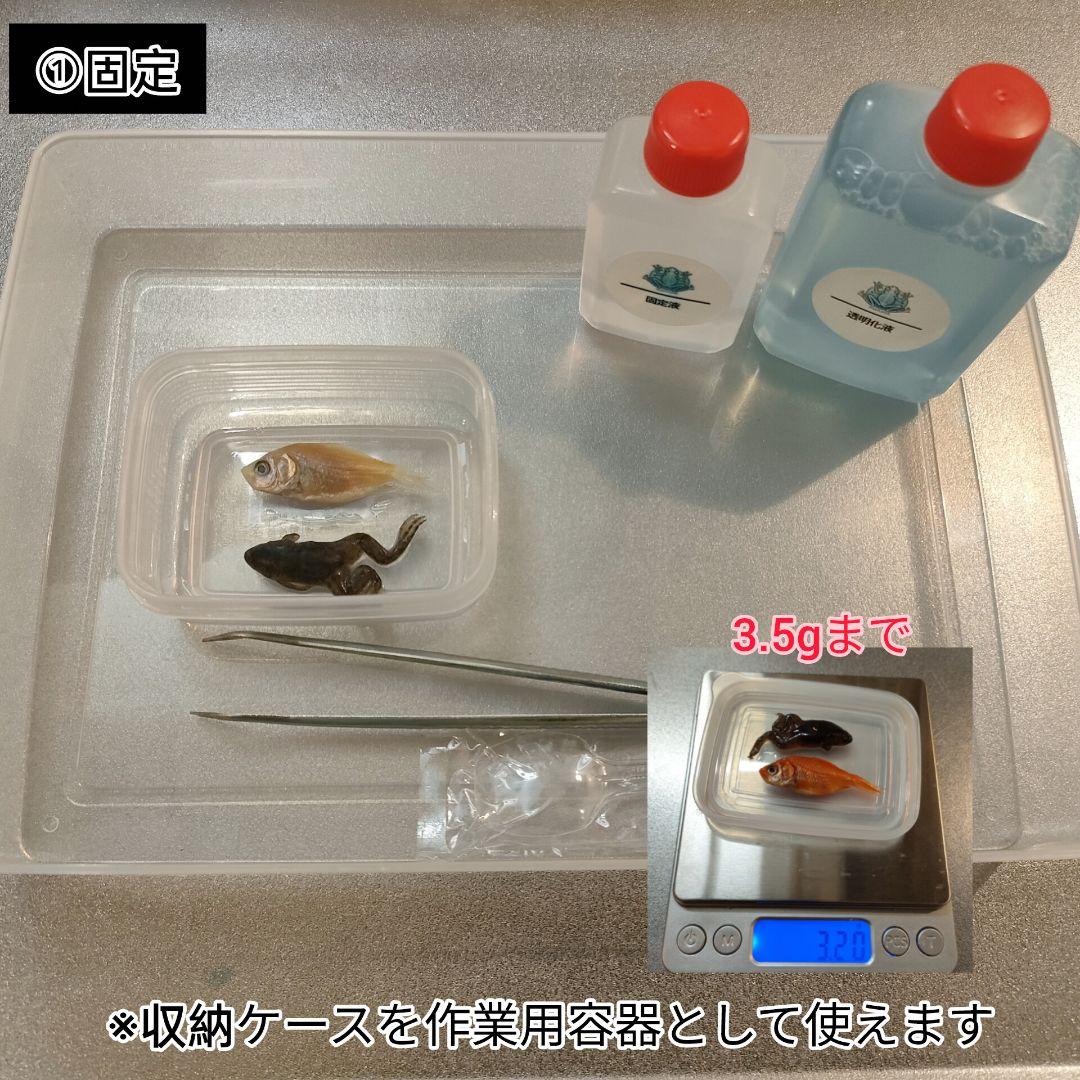 オリジナル商品【透明標本作製キット】(上級) 20点　自由研究 学習教材 改良版