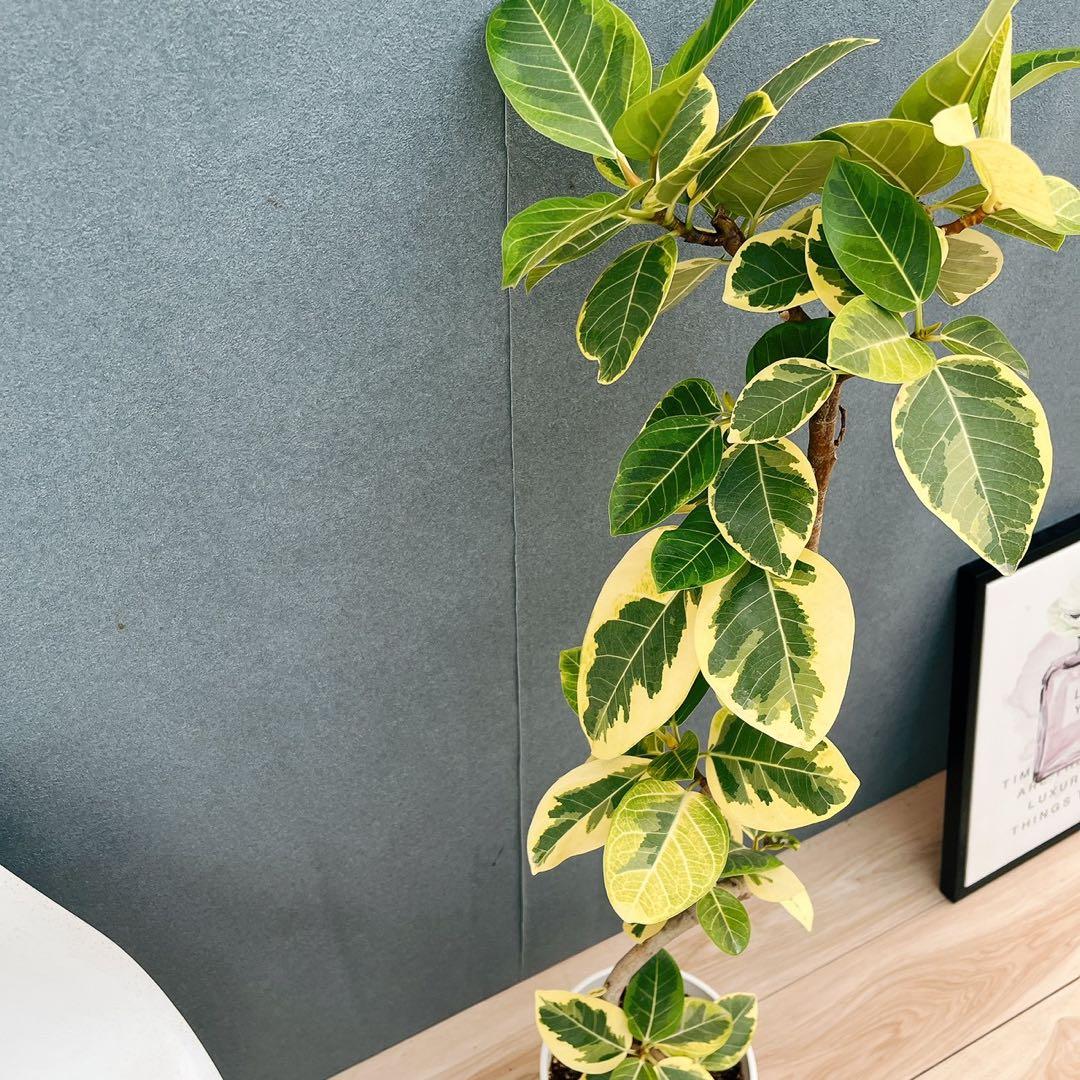 ［現品］91番　フィカス　アルテシマ　曲がり　7号　観葉植物　室内　大型　背高め