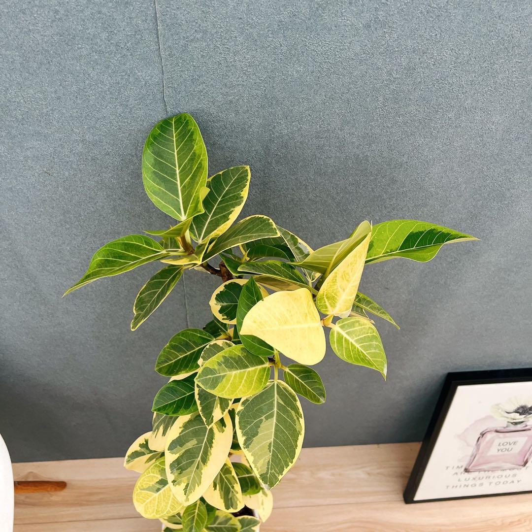 ［現品］91番　フィカス　アルテシマ　曲がり　7号　観葉植物　室内　大型　背高め