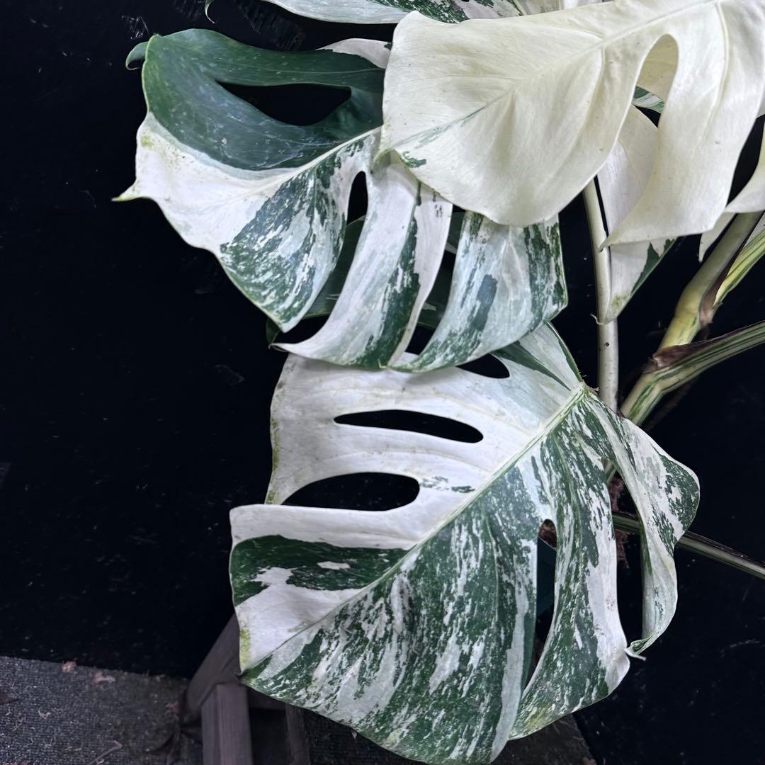 メ*3様 斑入りモンステラ ホワイトタイガー極美大株72cm白斑多