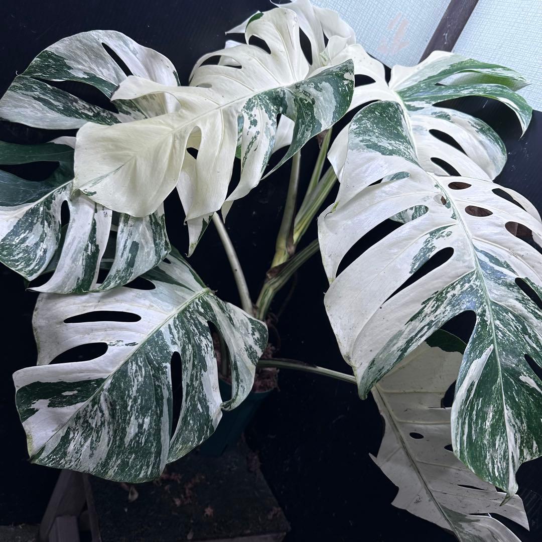 メ*3様 斑入りモンステラ ホワイトタイガー極美大株72cm白斑多
