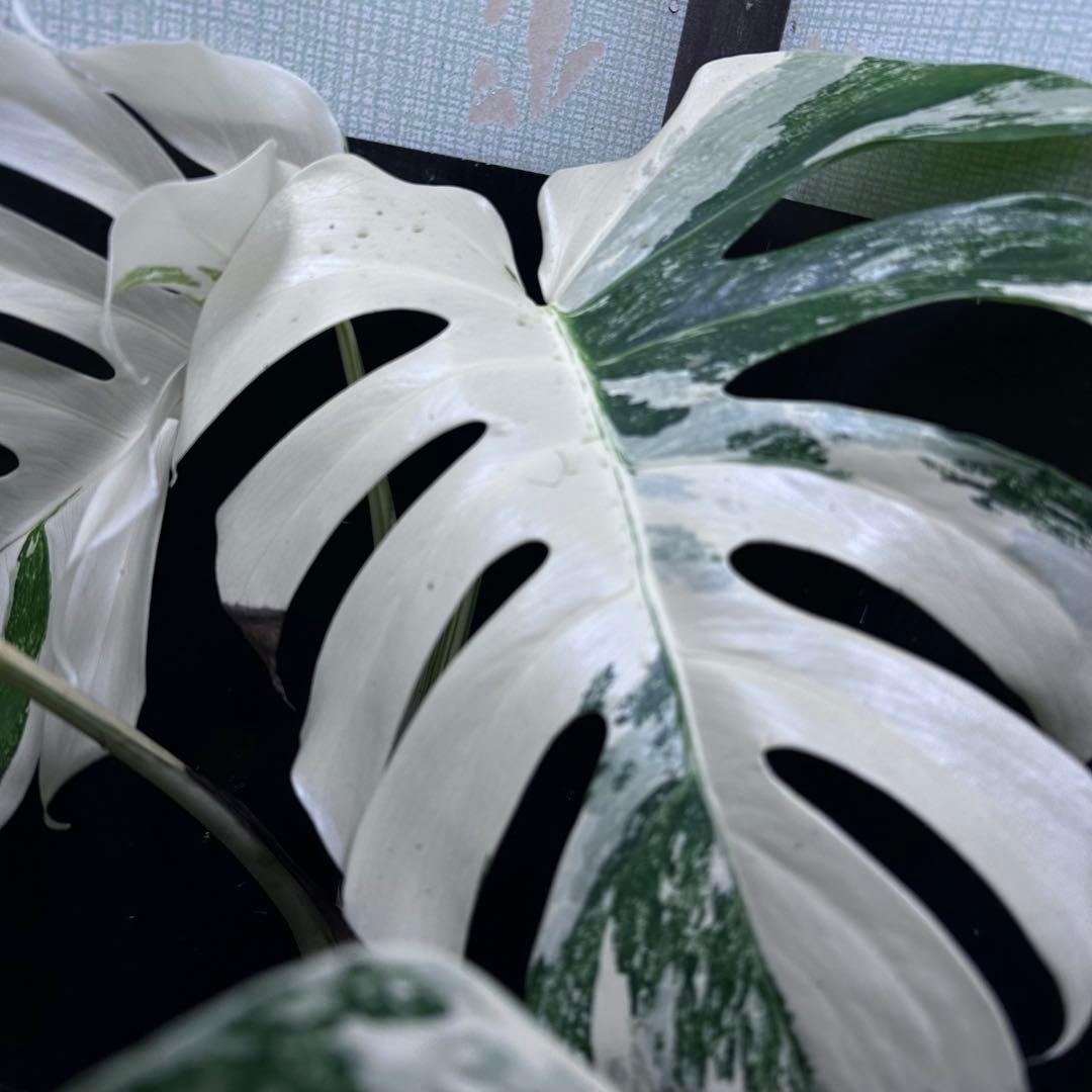 メ*3様 斑入りモンステラ ホワイトタイガー極美大株72cm白斑多