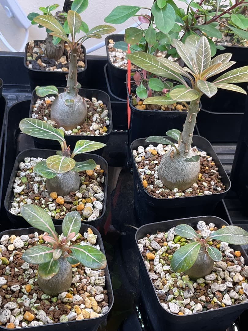 アデニウム　ソコトラナム　純血　実生