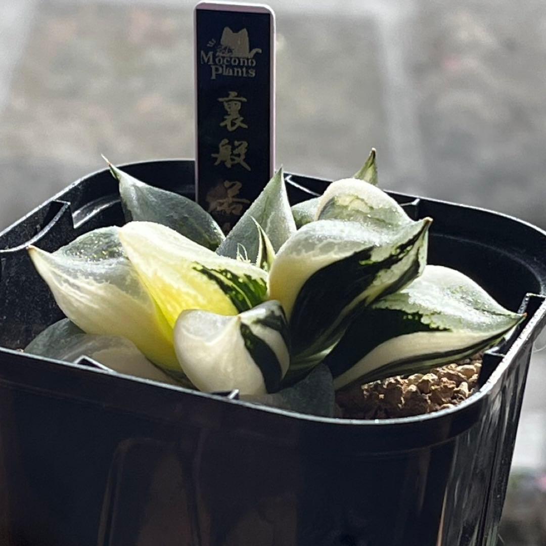 ハオルチア B型コンプトミュータント錦①