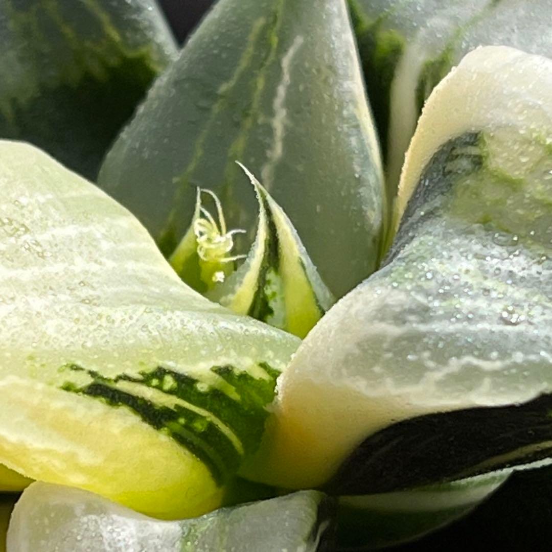 ハオルチア B型コンプトミュータント錦①