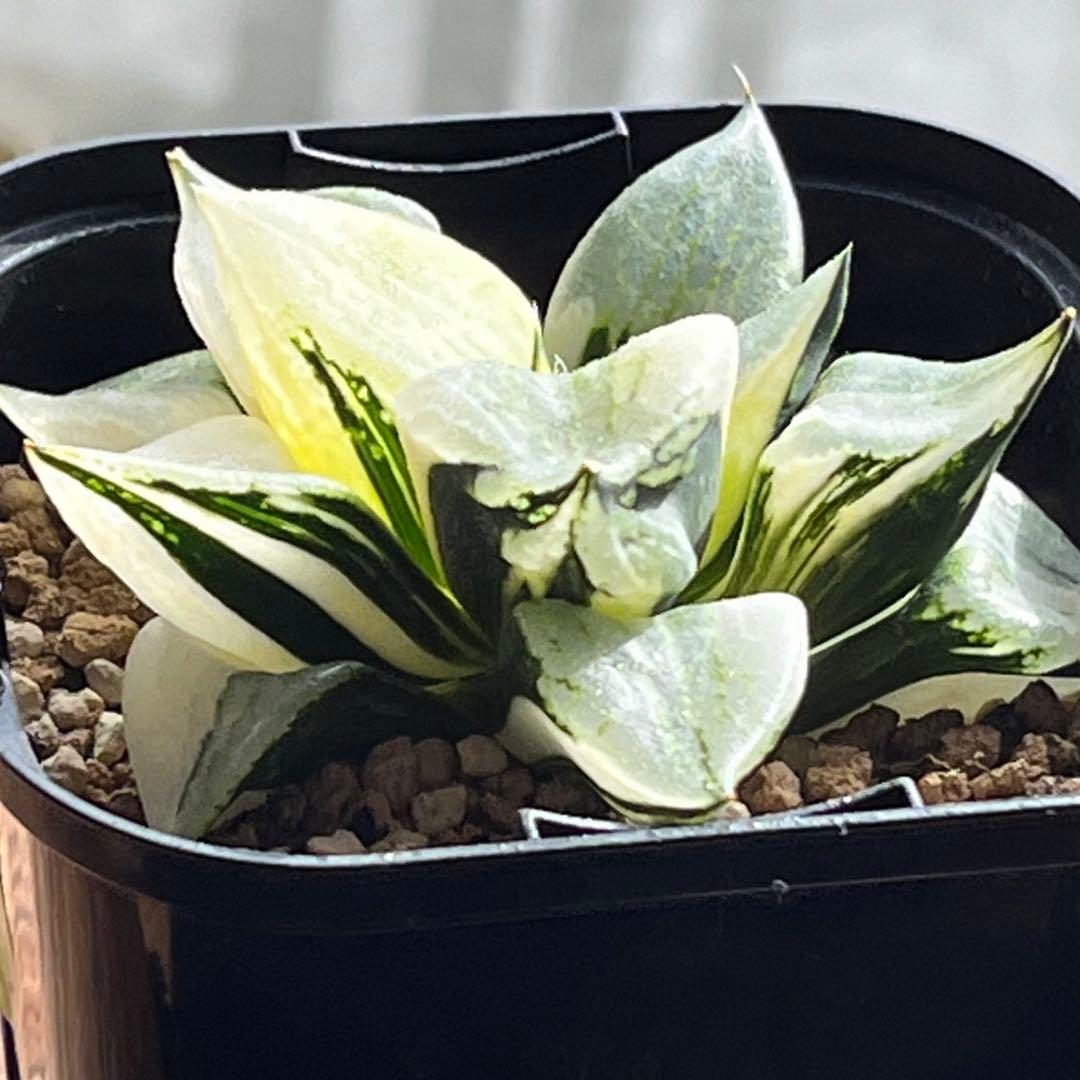 ハオルチア B型コンプトミュータント錦①