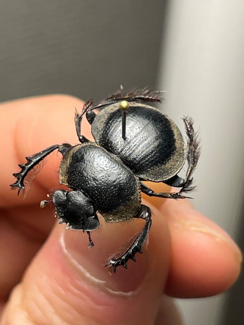 【20mm】Pachysoma striatum パキソマ フンチュウ 標本