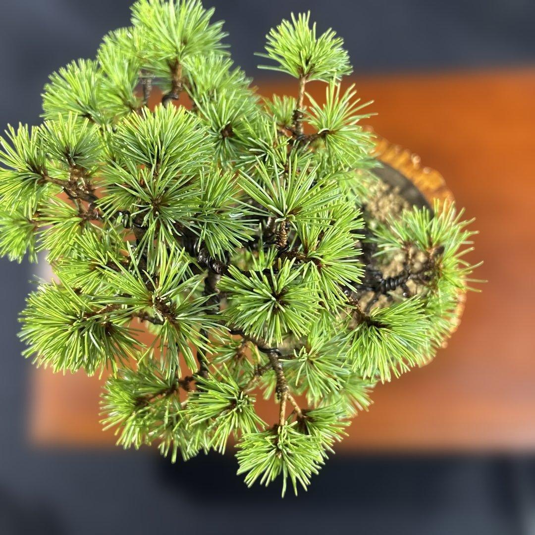 小品盆栽、赤石五葉松、根上り、模様木 目立った汚れ傷無しmedabon