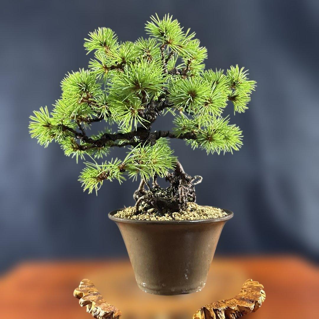 小品盆栽、赤石五葉松、根上り、模様木 目立った汚れ傷無しmedabon