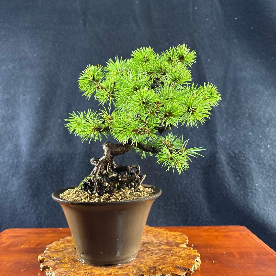 小品盆栽、赤石五葉松、根上り、模様木 目立った汚れ傷無しmedabon
