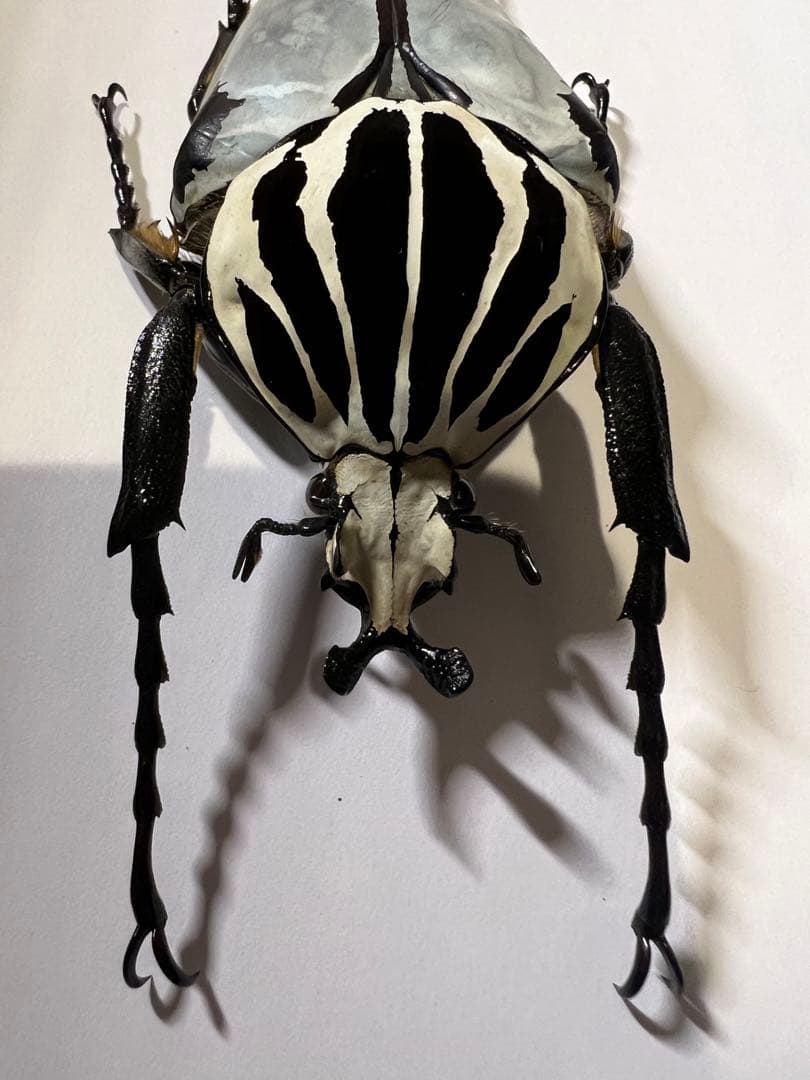 カメルーン産仮展脚ゴライアスオオツノハナムグリ約86mm 胸部修理エリトラグレー