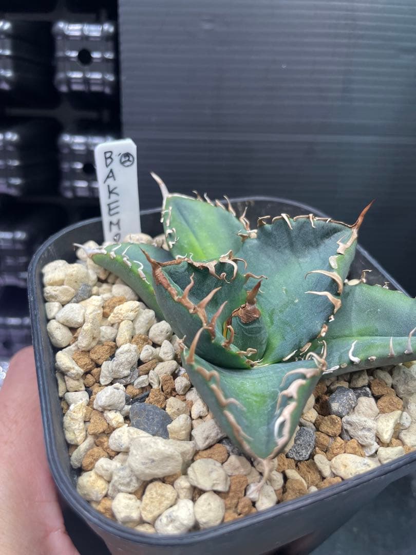 アガベ チタノタ BAKEMONO 悪魔くん バケモノ 子株②